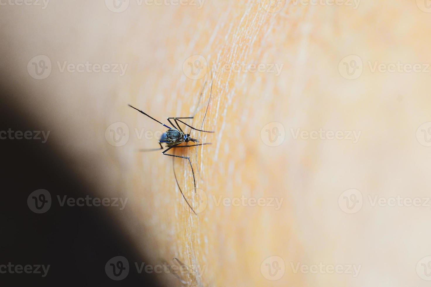 mosquitos em florestas tropicais estão sugando sangue na pele humana. foto