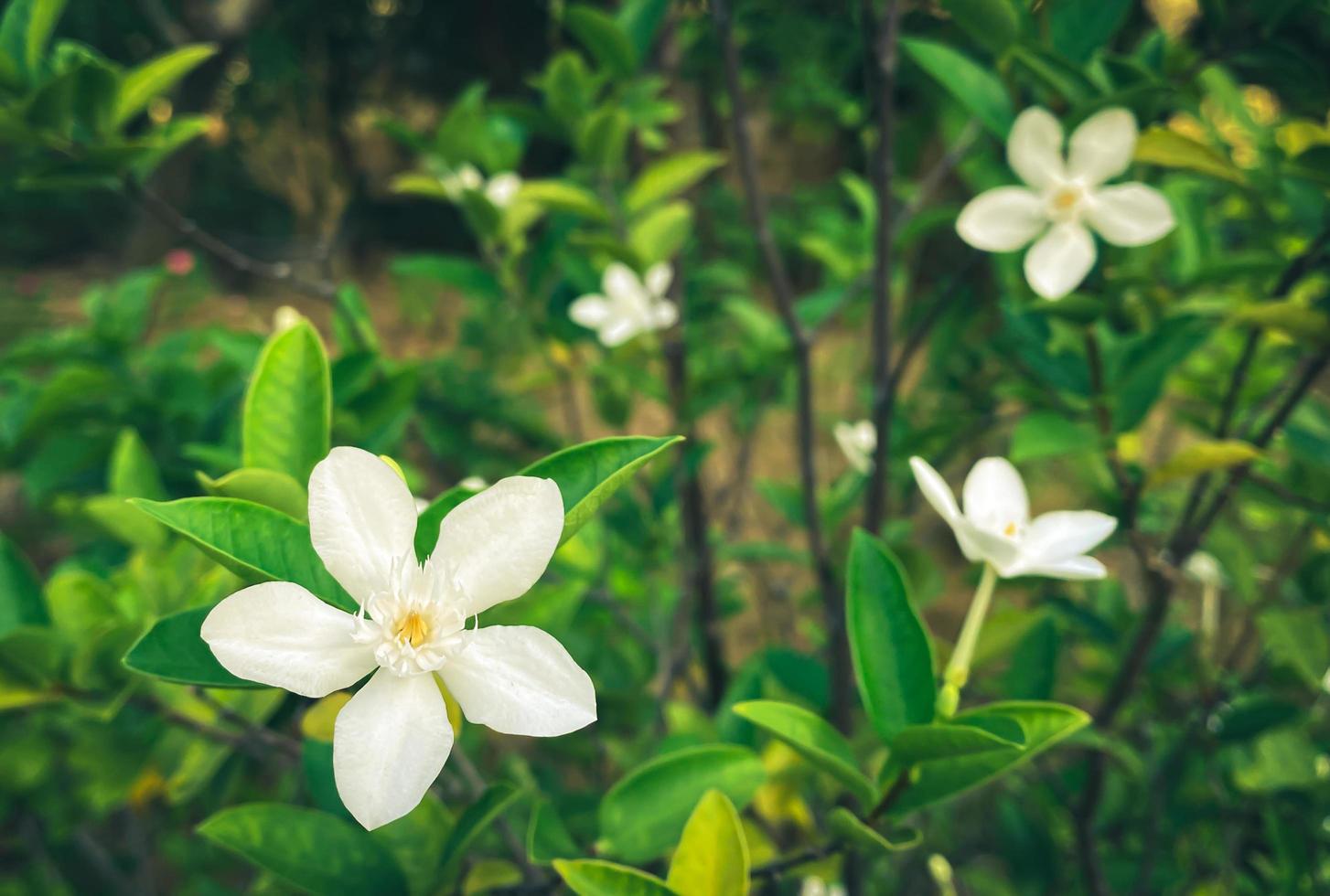 flores de jasmim branco de cinco pétalas estão florescendo, cor branca, pequenas cinco pétalas com pólen amarelo foto