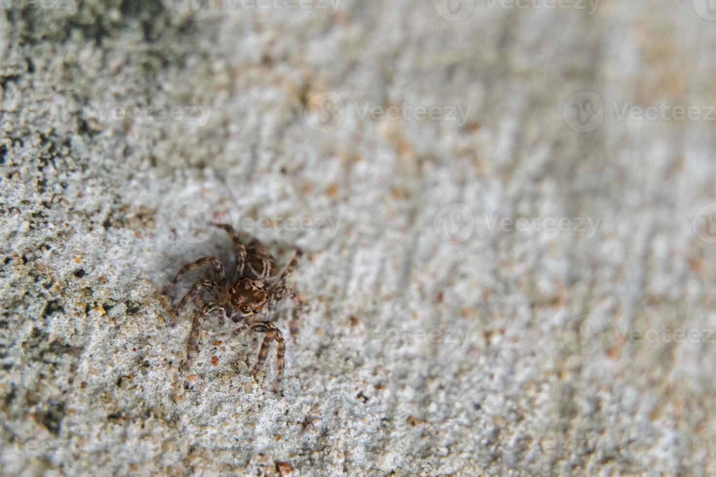 esta é uma foto macro de uma aranha. foto macro de aranha, foto de aranha saltadora, foto de close-up de aranha.