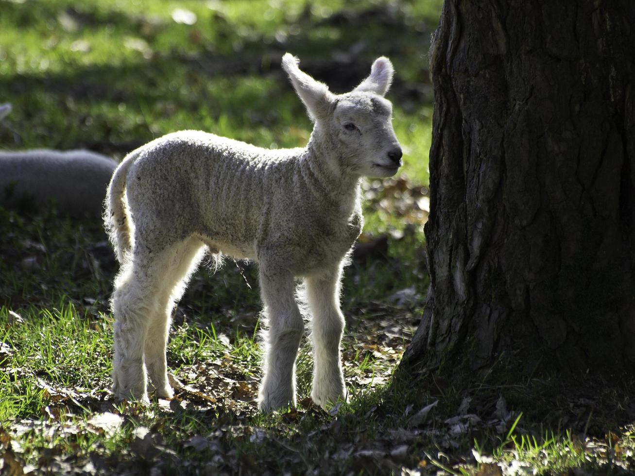 ovelhas em um campo na Westphalia foto