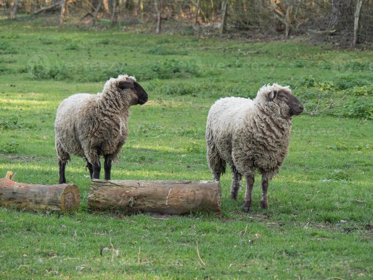 ovelhas e cordeiros foto