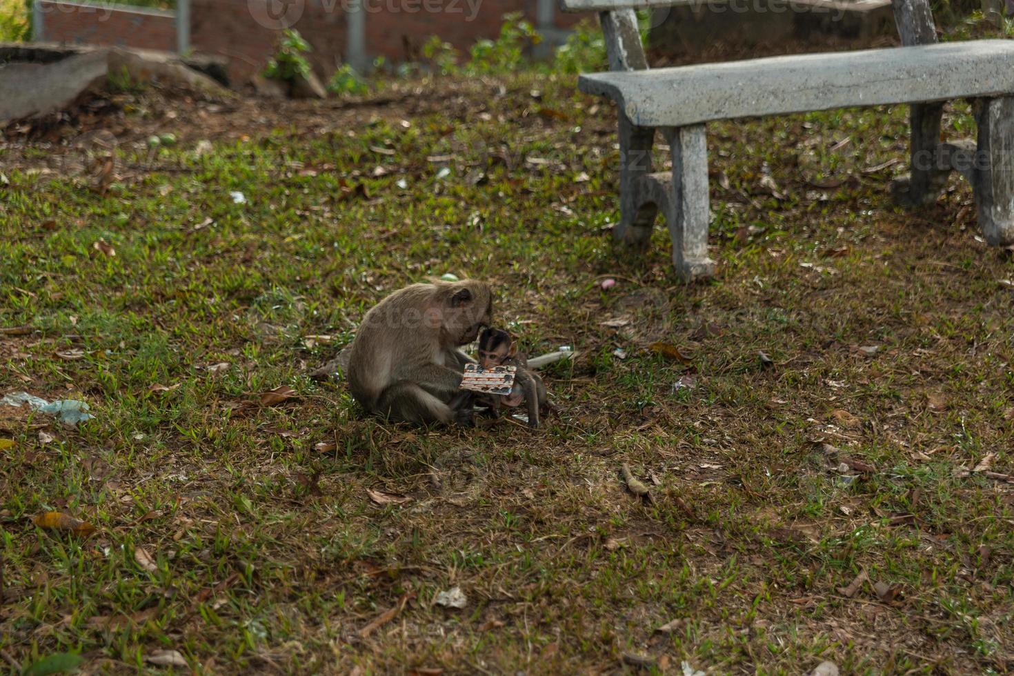 macaco selvagem lá fora foto