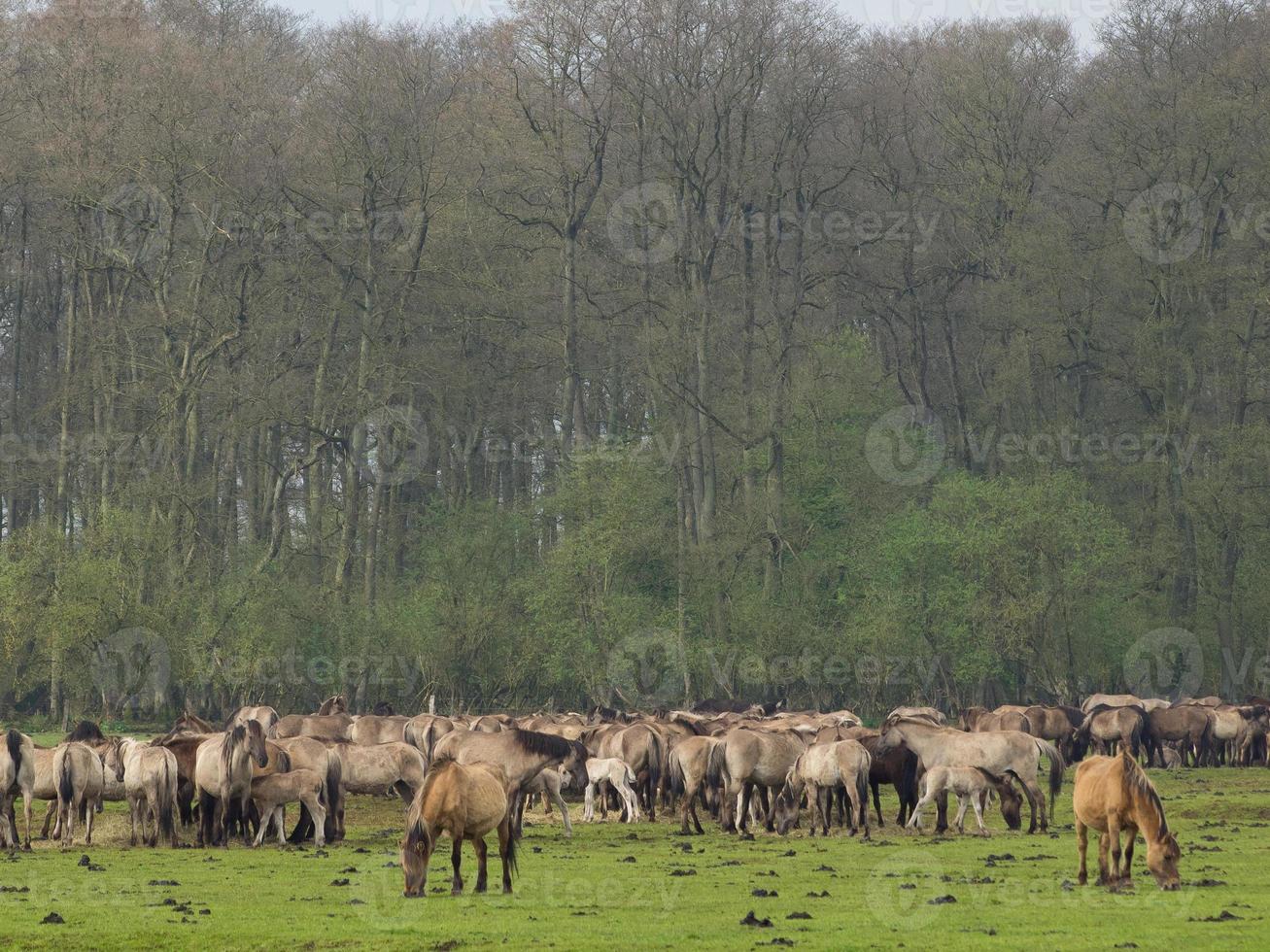 cavalos selvagens na alemanha foto