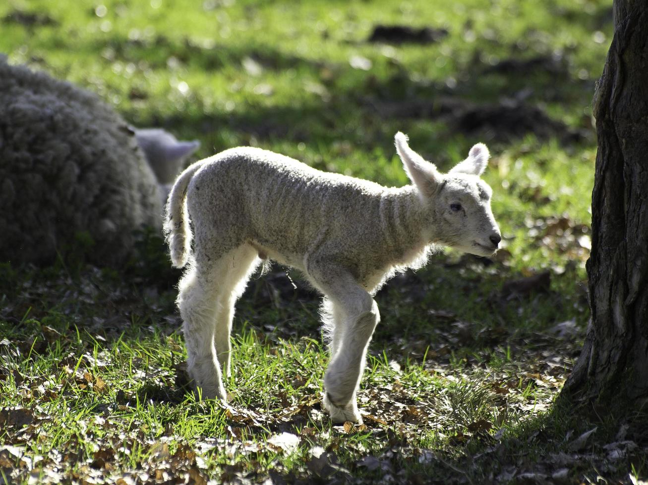 ovelhas em um campo na Westphalia foto