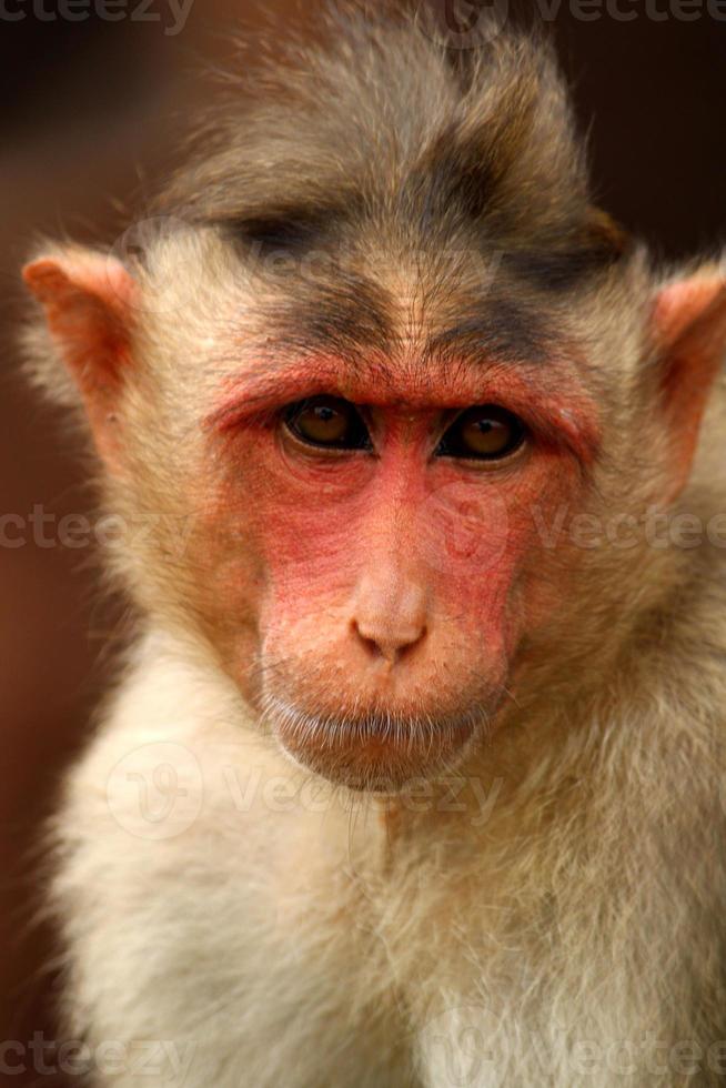 Macaco de capô no forte de badami. foto