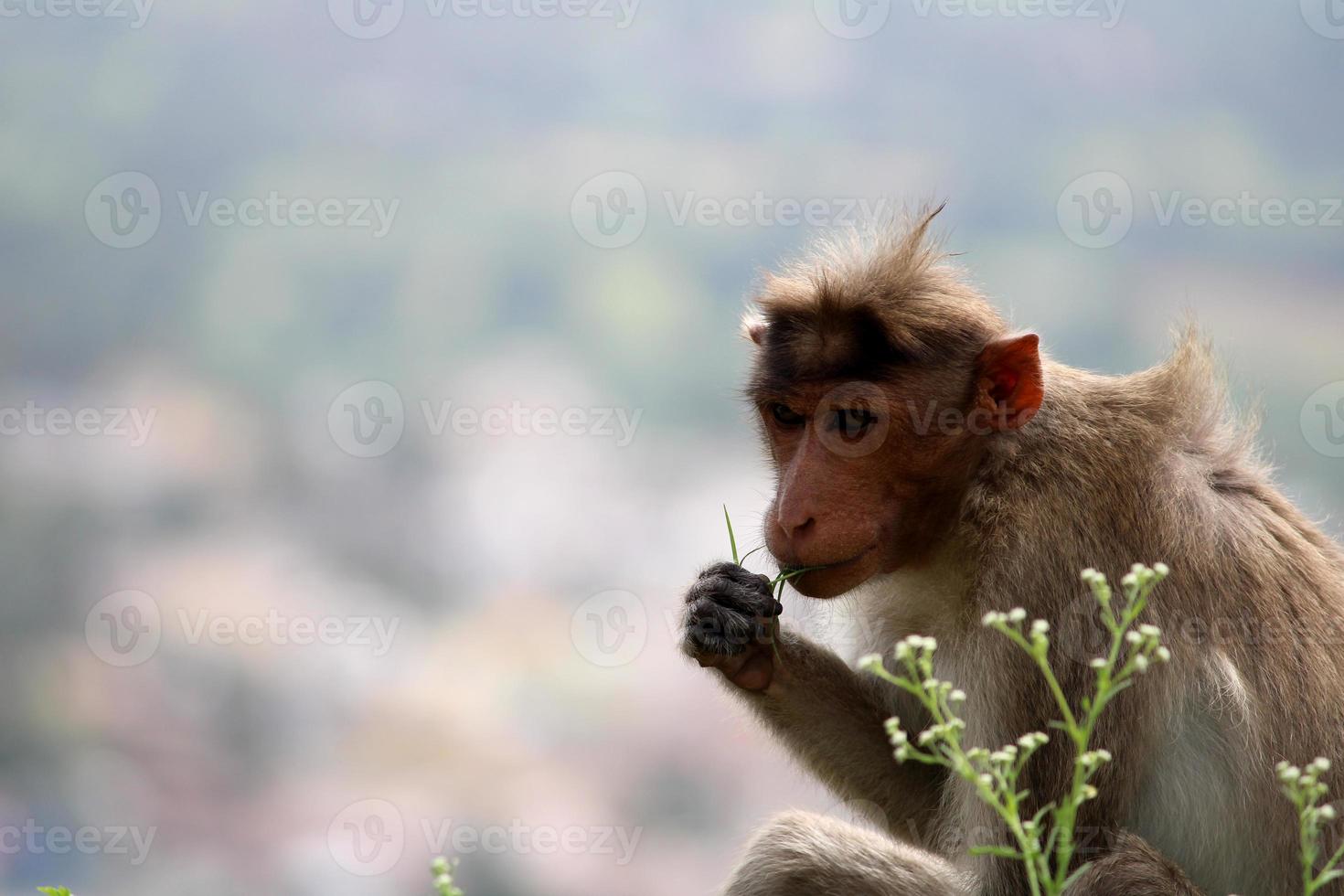 macaco macaco capô com copyspace. foto