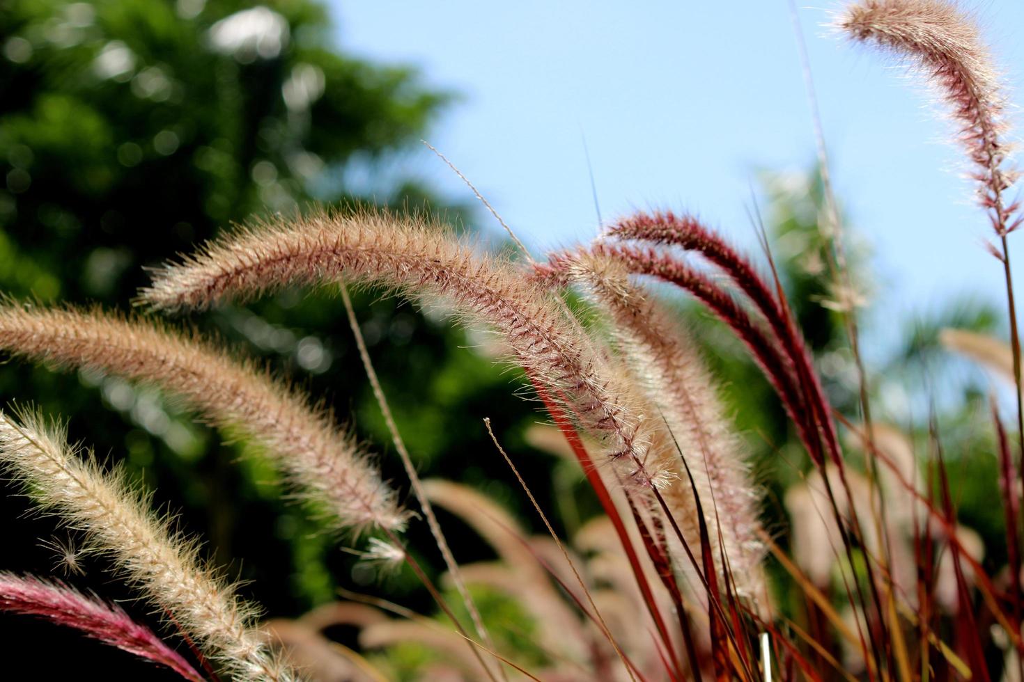 grama pennisetum setaceum cultivada no jardim. foto