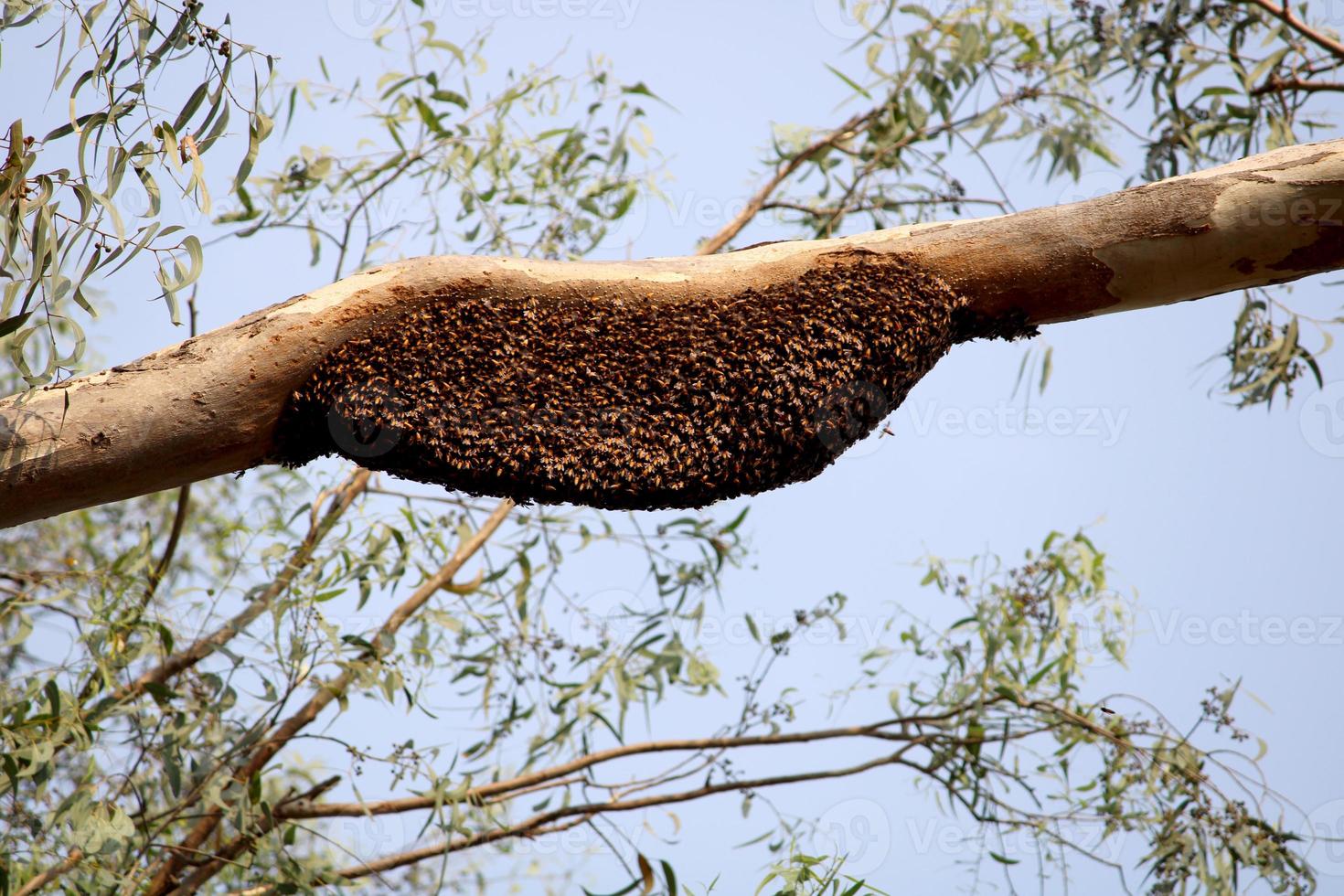 apis dorsata no galho de árvore de eucalipto. foto