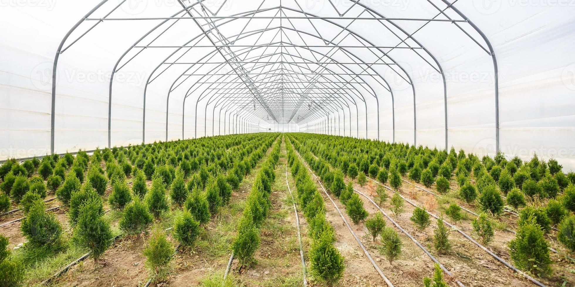 fileiras de jovens coníferas em estufa com muitas plantas na plantação foto