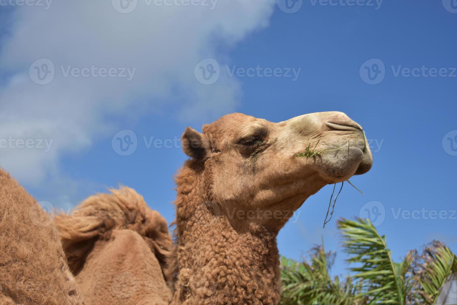 camelo com os olhos ligeiramente fechadosd foto