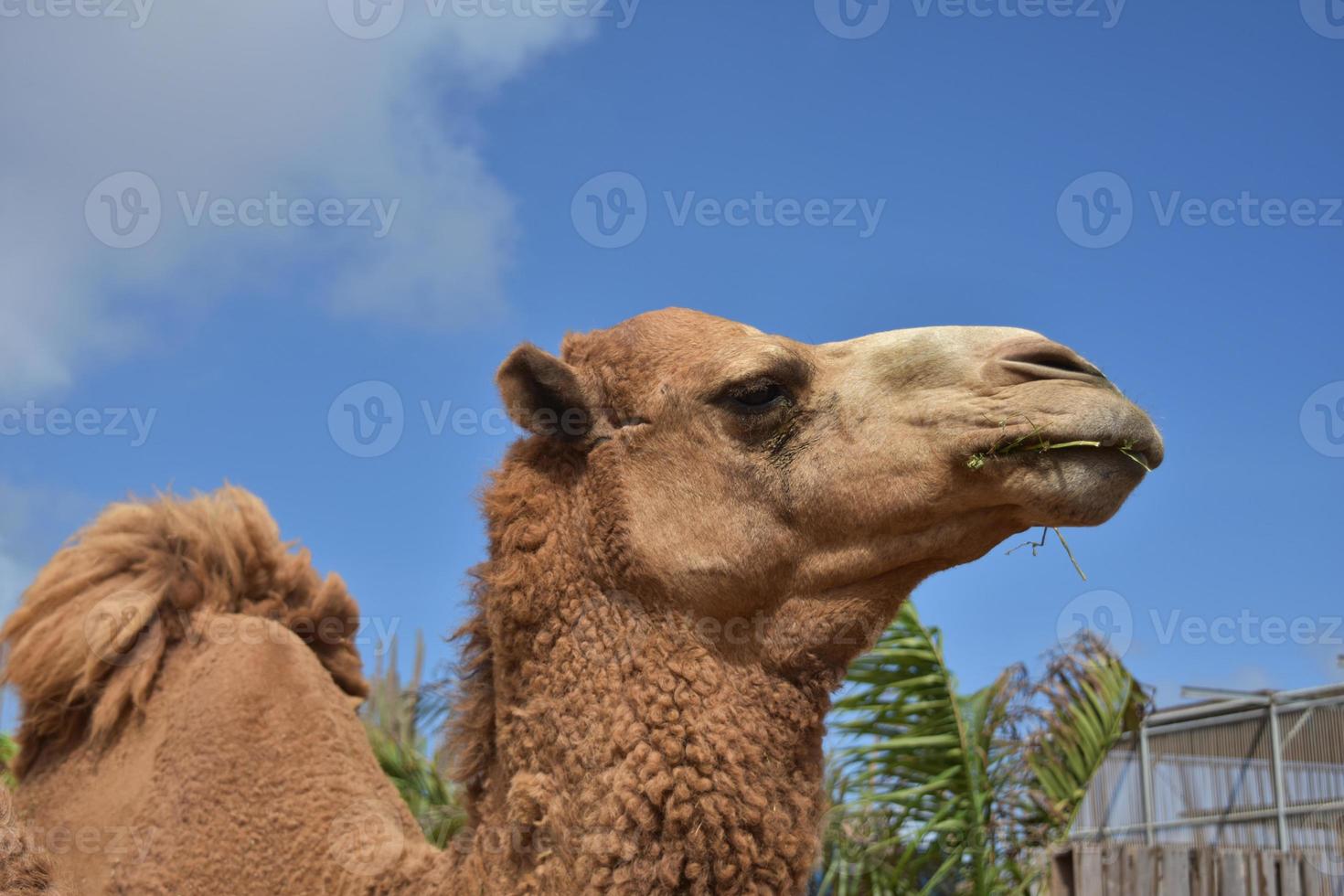 olhar de perto o perfil de um camelo foto