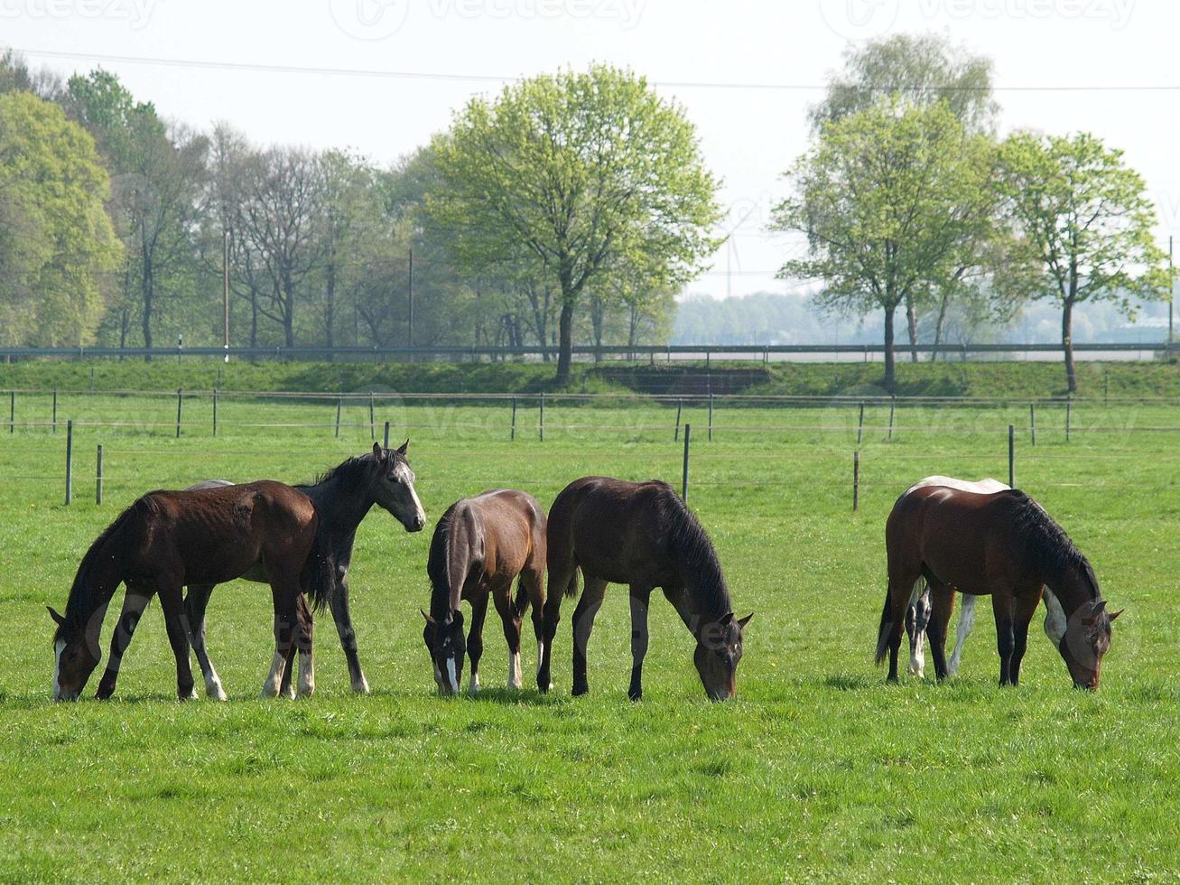 cavalos no muensterland alemão foto