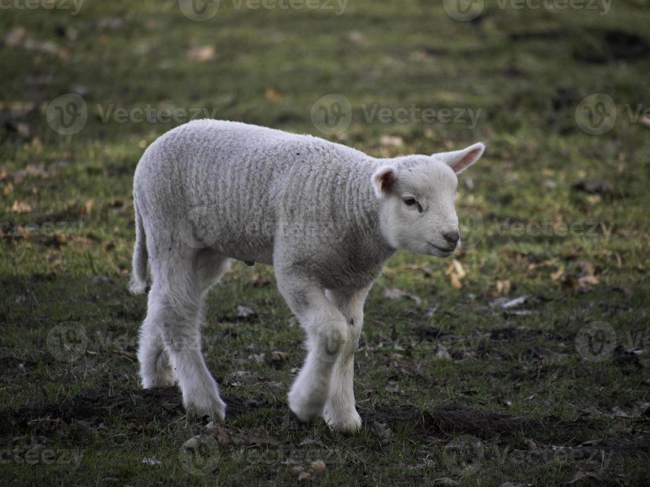rebanho de ovelhas na alemanha foto