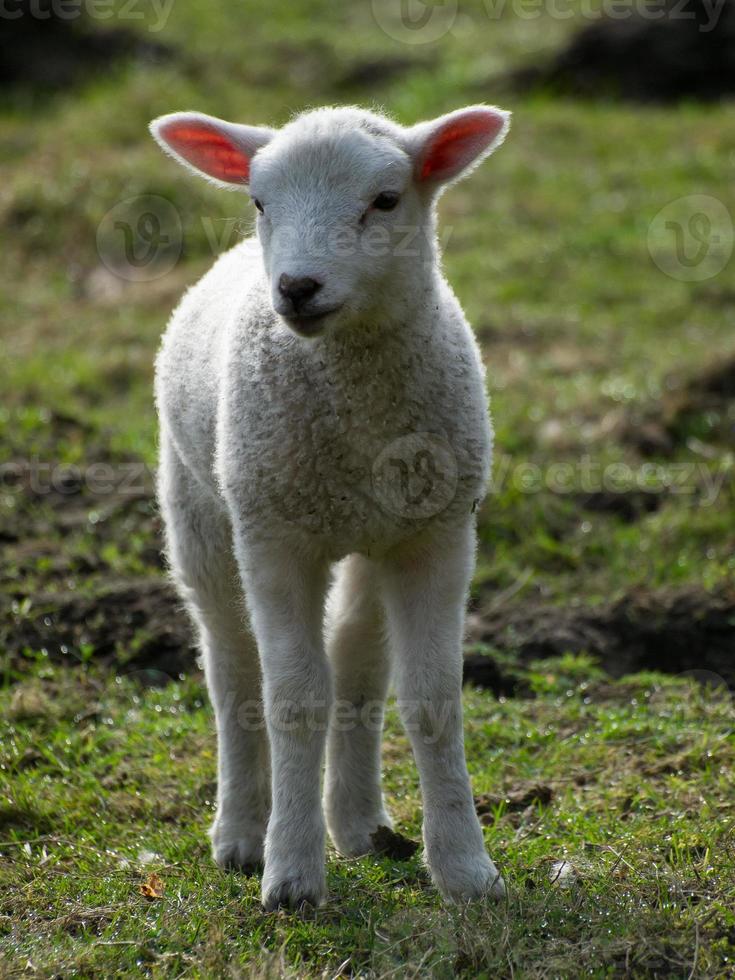 ovelhas no muensterland alemão foto