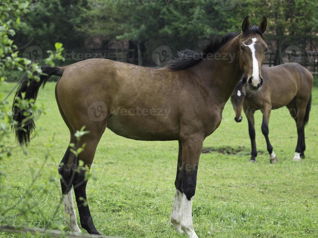 potros e cavalos em Westphalia foto