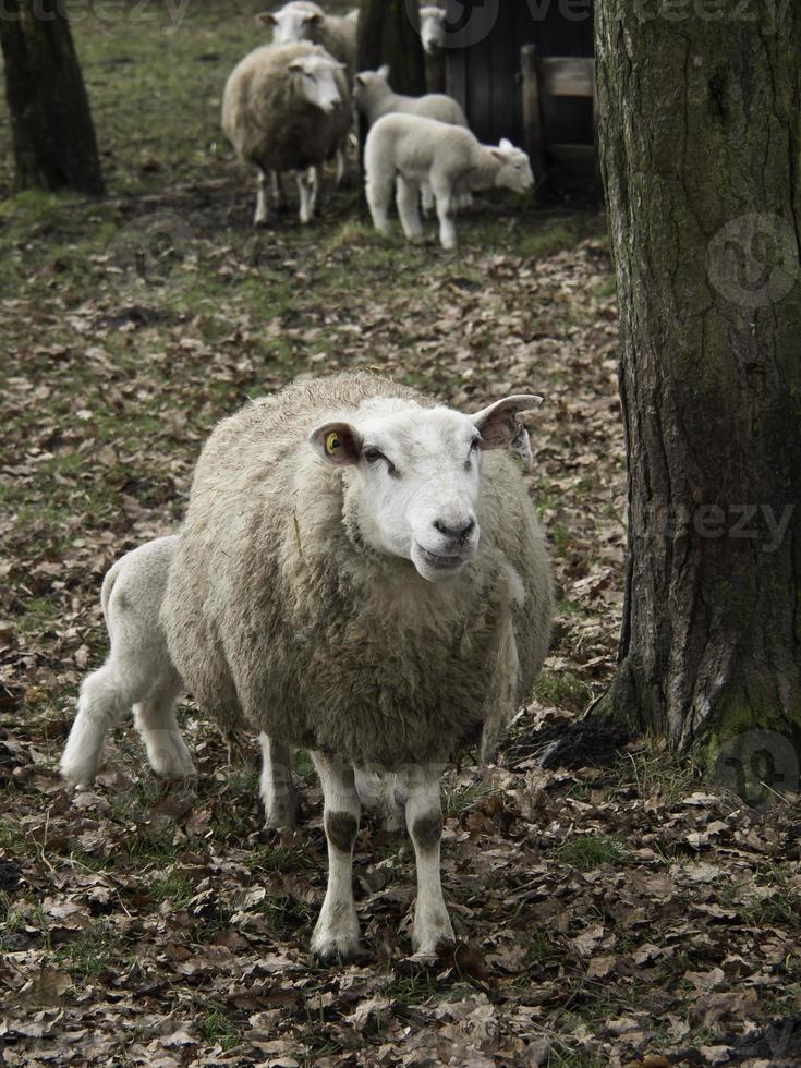 muitas ovelhas na Vestfália foto