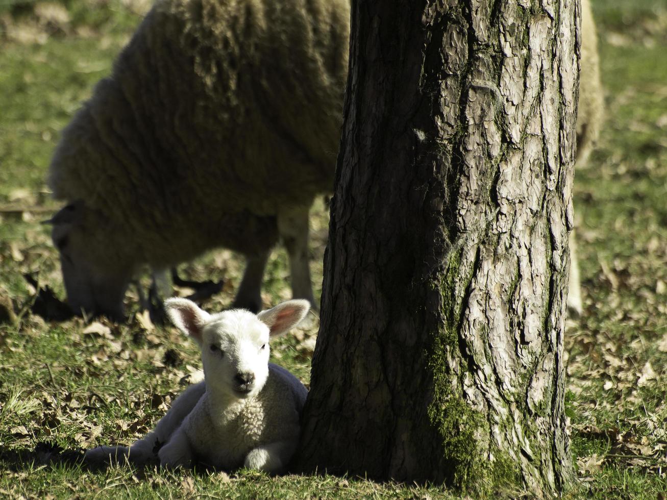 ovelhas em um campo na Westphalia foto