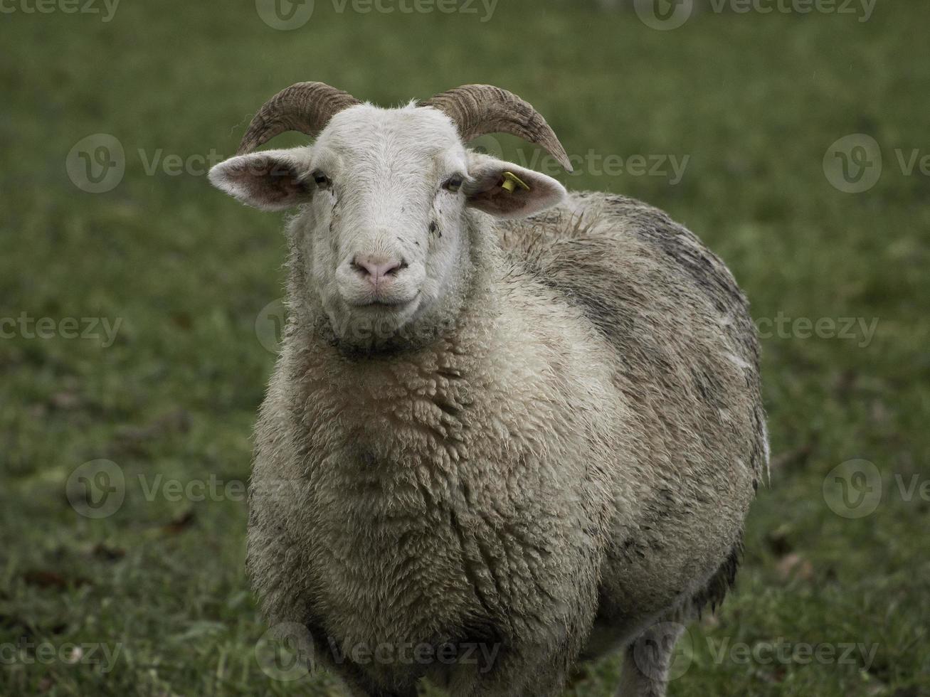 muitas ovelhas na Vestfália foto
