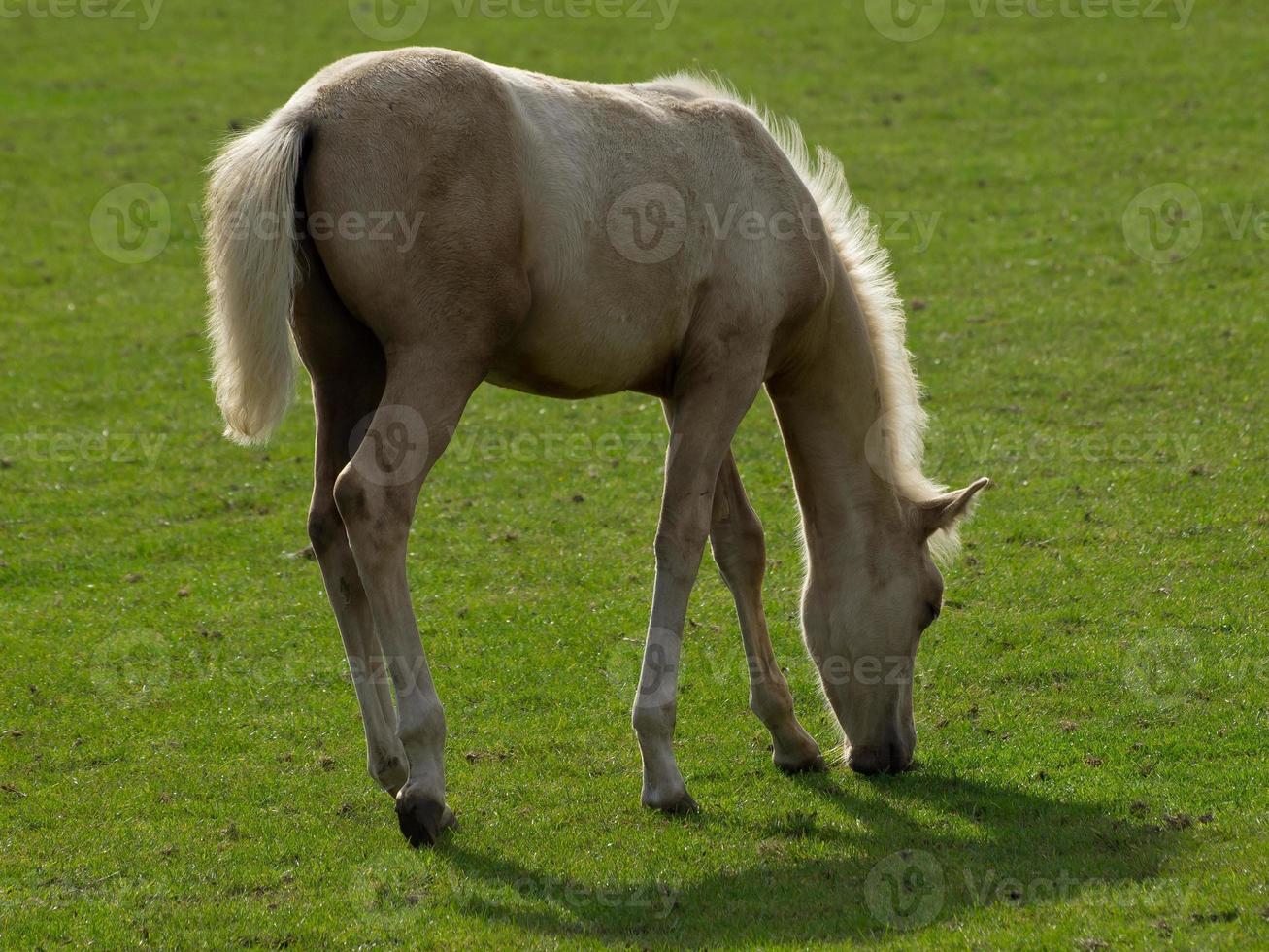 cavalos e potros foto