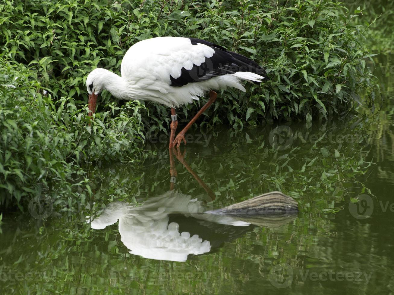 cegonhas, na alemanha foto