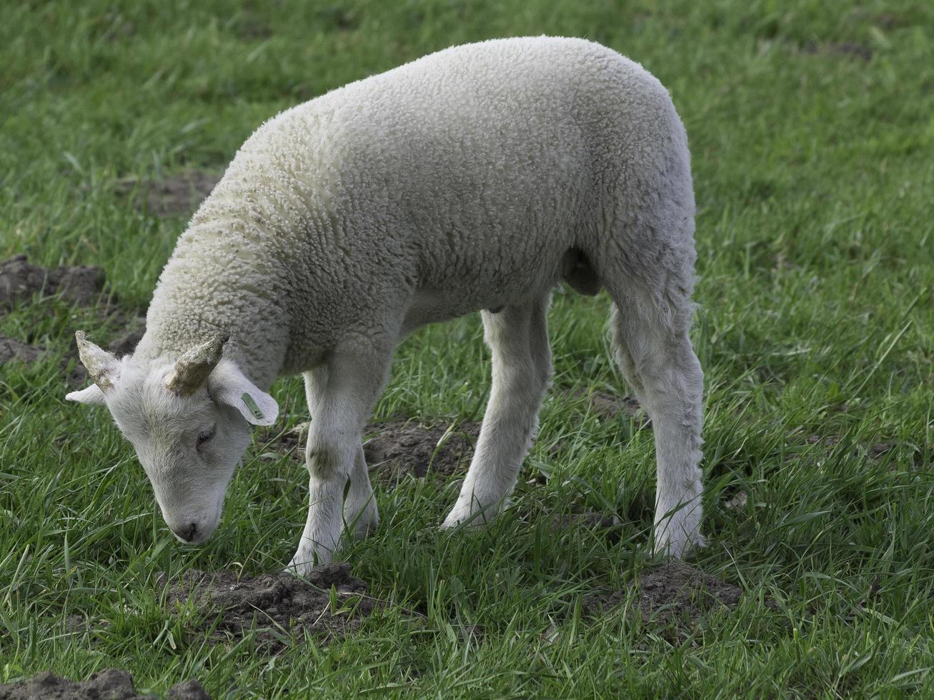 ovelhas no muensterland alemão foto