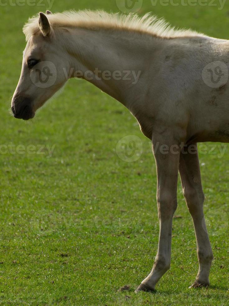 cavalos em um prado no muensterland alemão foto