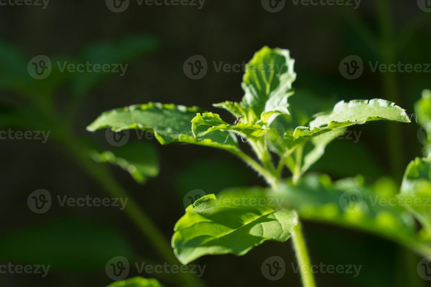 folhas verdes e pequenas flores de ocimum tenuiflorum ou ocimum sanctum. foto