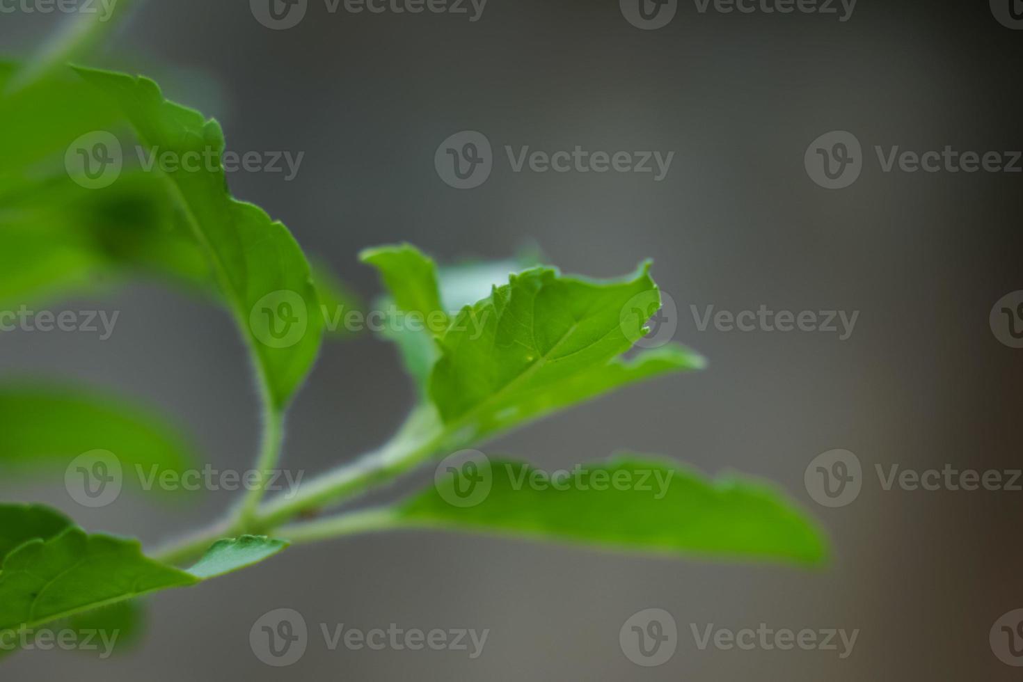 folhas verdes e pequenas flores de ocimum tenuiflorum ou ocimum sanctum. foto