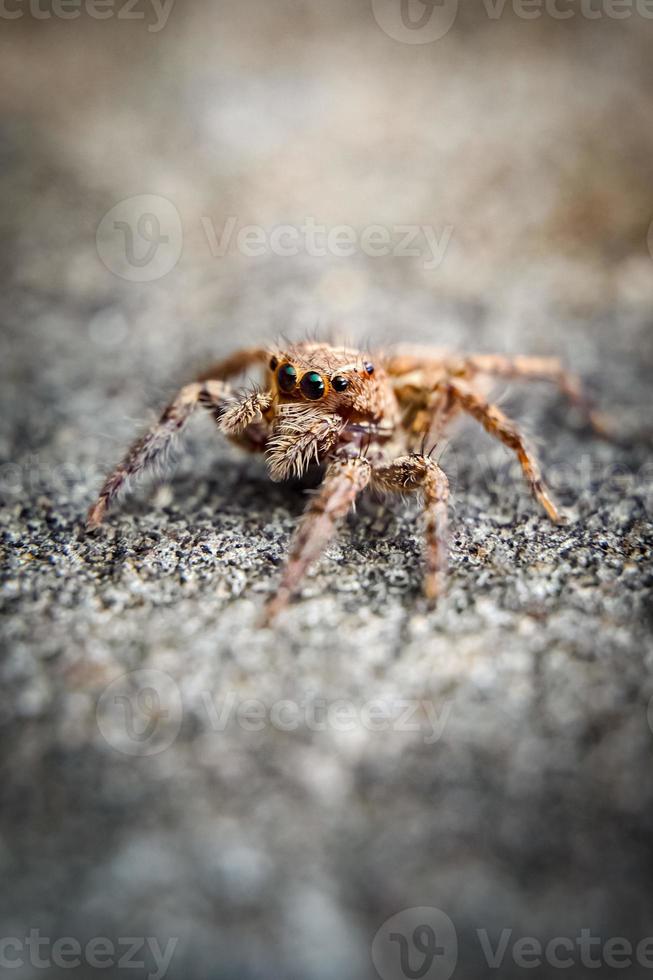 esta é uma foto macro de uma aranha. foto macro de aranha, foto de aranha saltadora, foto de close-up de aranha.