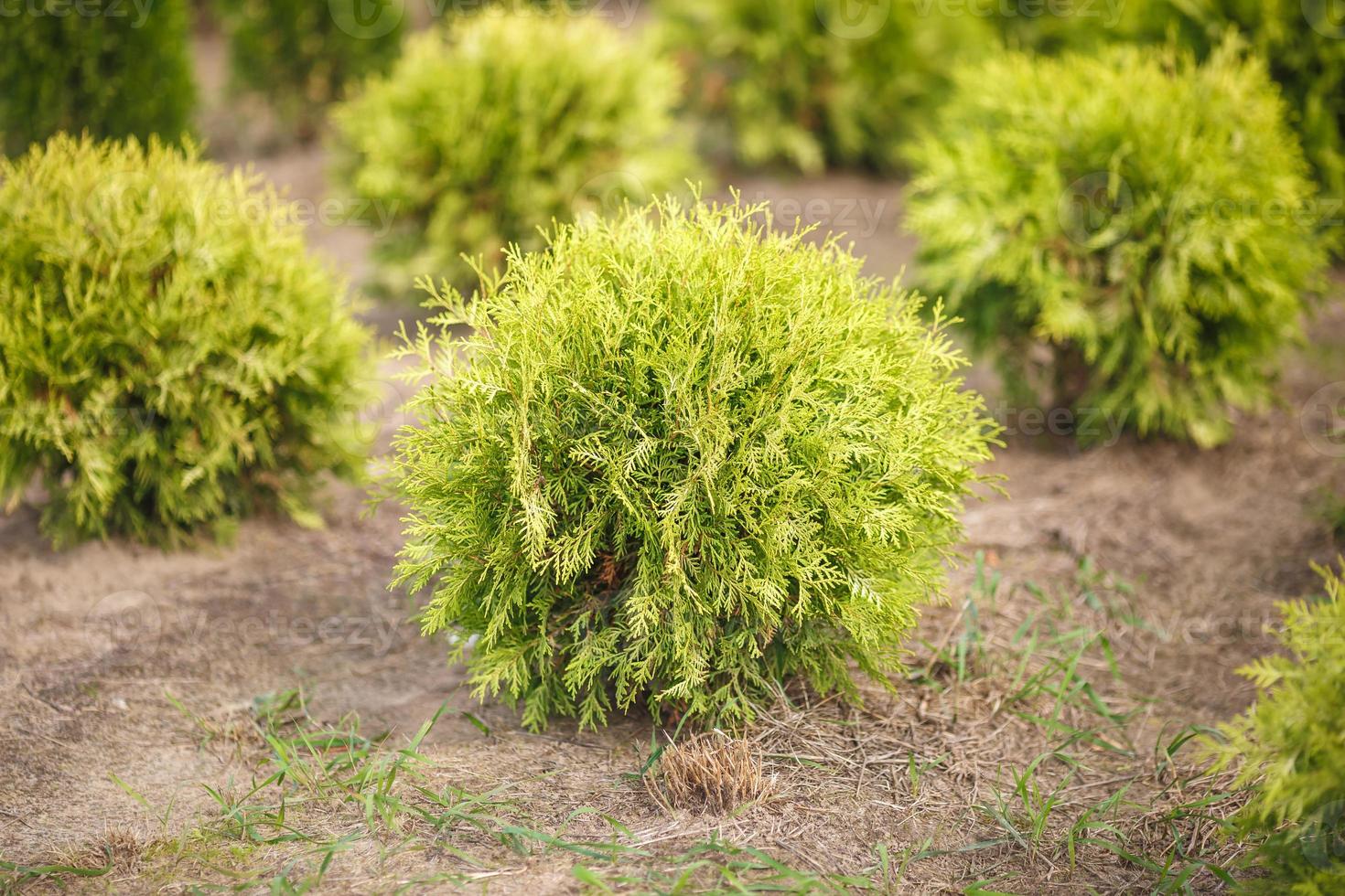 plantação de jovens coníferas em estufa com muitas plantas foto