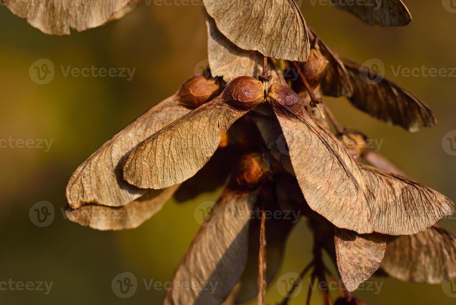 sementes secas da árvore de bordo penduradas em um galho na natureza no outono foto