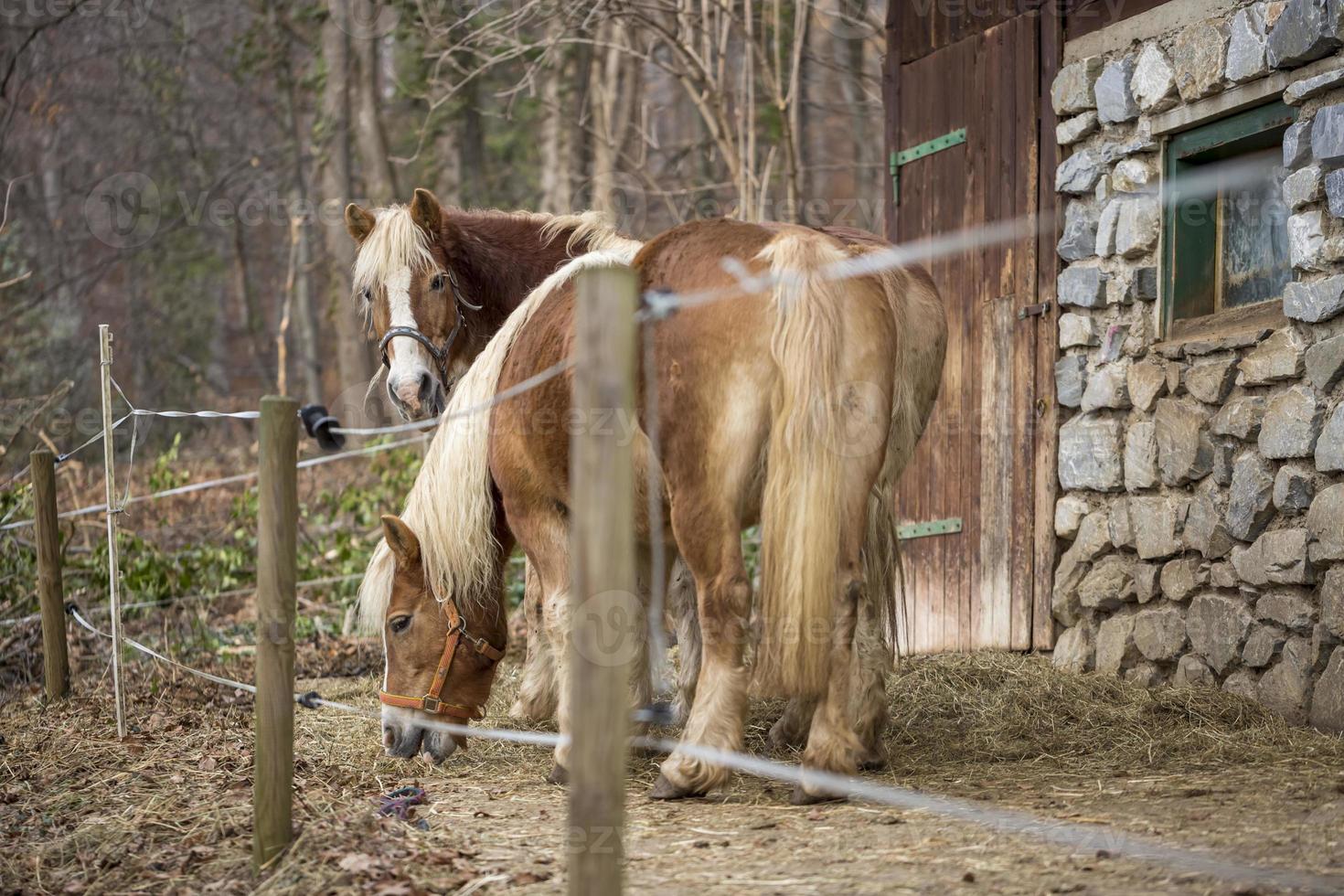 Cabeça De Cavalo Em Frente a Uma Colina Foto de Stock - Imagem de pastar,  monte: 202352444