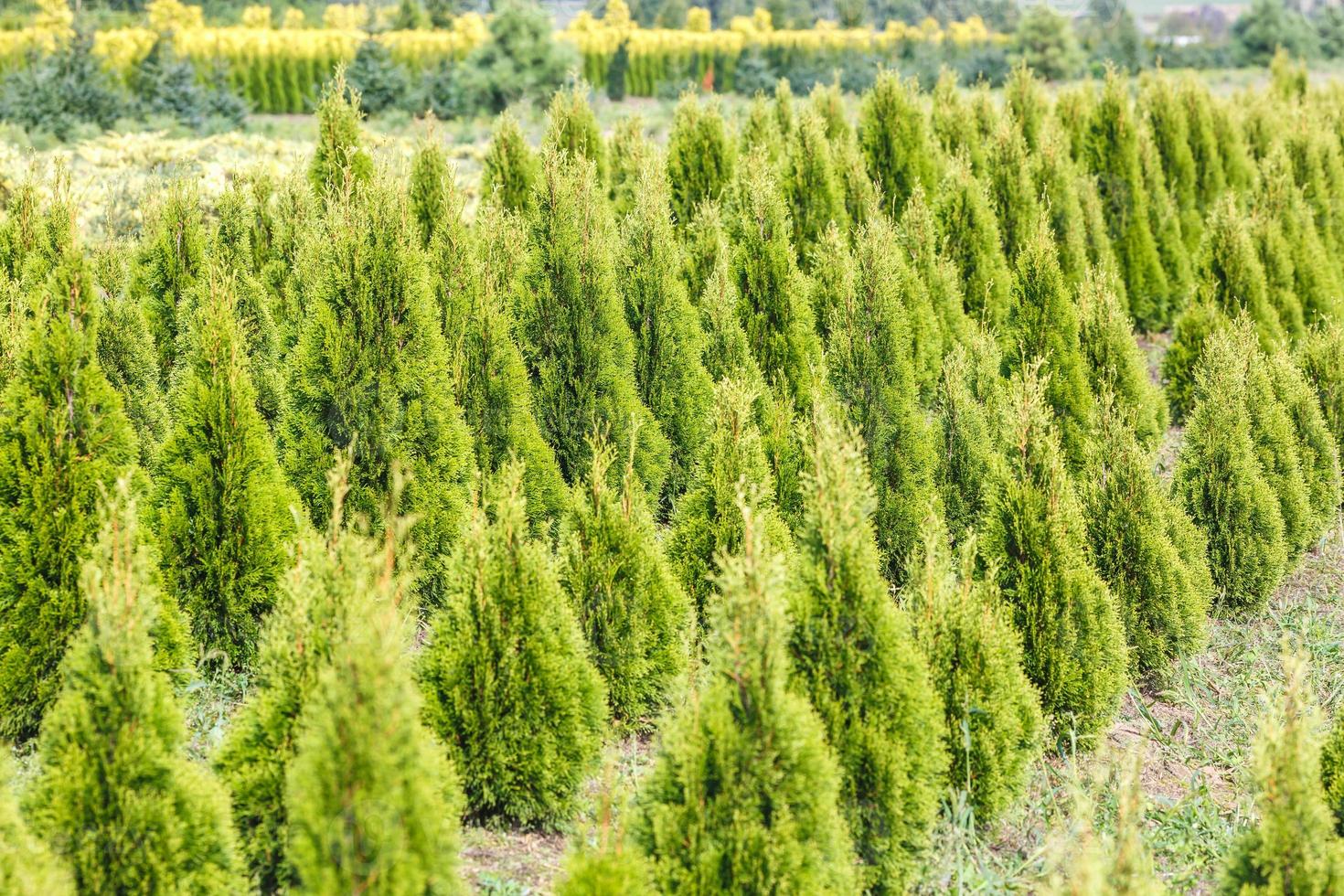 fileiras de jovens coníferas em estufa com muitas plantas na plantação foto