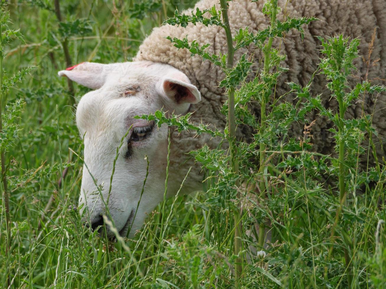 ovelhas no muensterland alemão foto