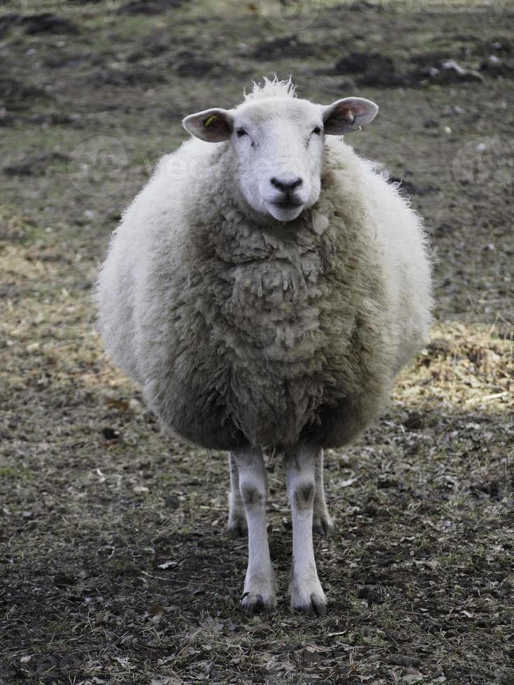 ovelhas no muensterland alemão foto