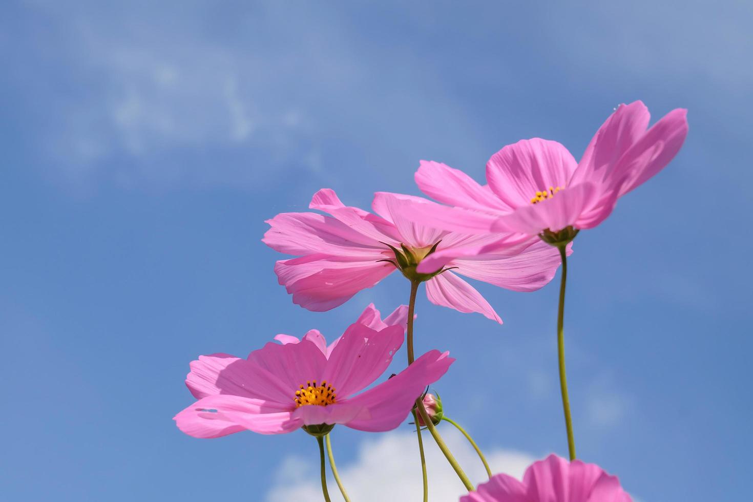 vista de ângulo baixo de plantas com flores cosmos rosa contra o céu azul foto