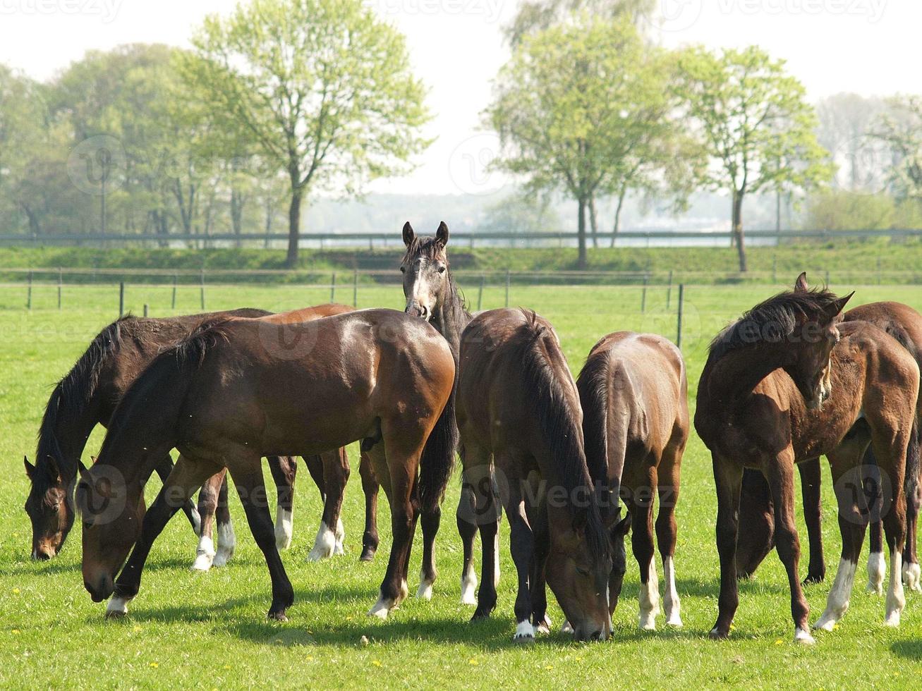 cavalos no muensterland alemão foto