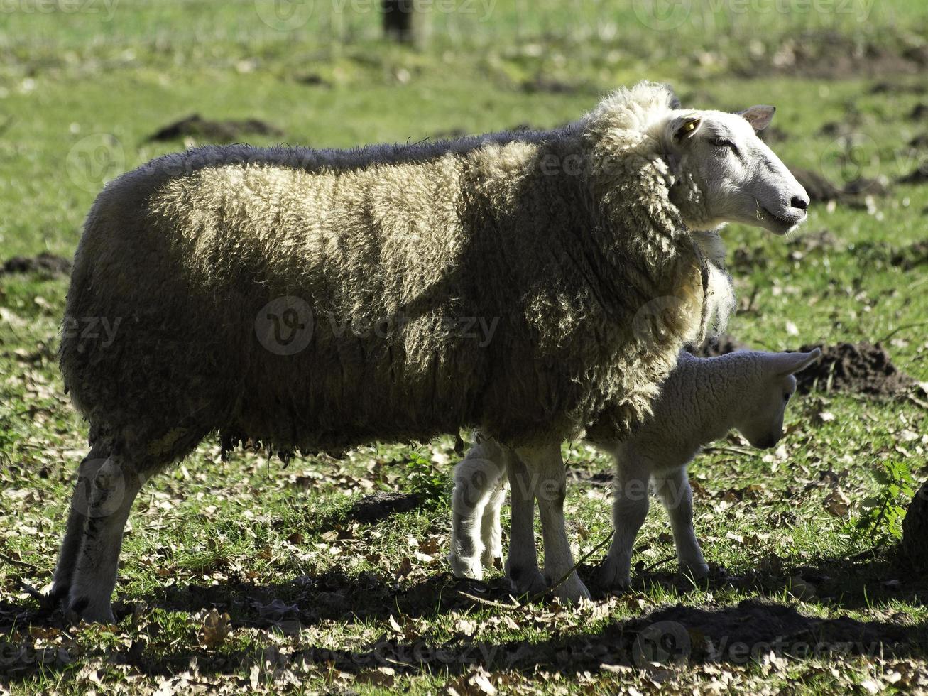 muitas ovelhas na Vestfália foto