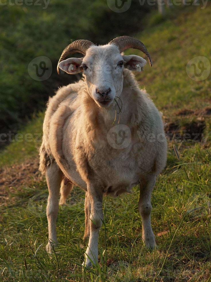 muitas ovelhas na Vestfália foto