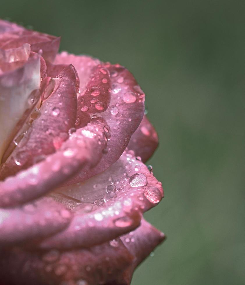 rosa e gotas de água foto