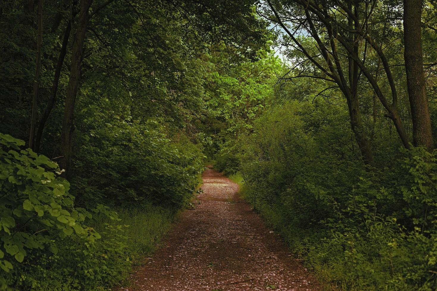 caminho no parque foto