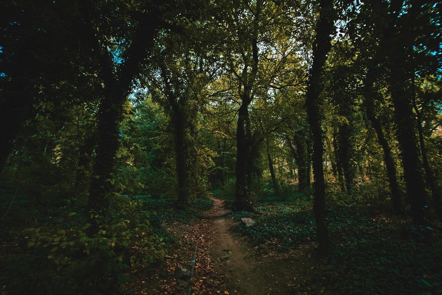 caminho entre as árvores foto