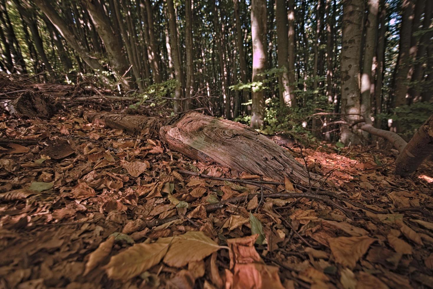 floresta e tronco foto