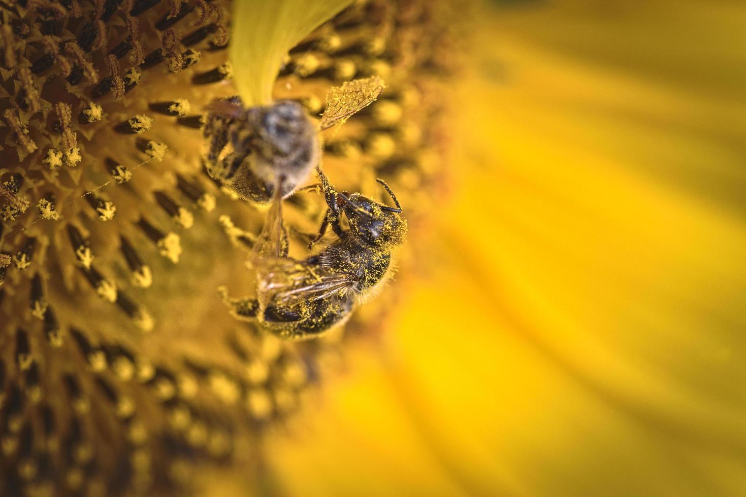 abelhas no girassol foto