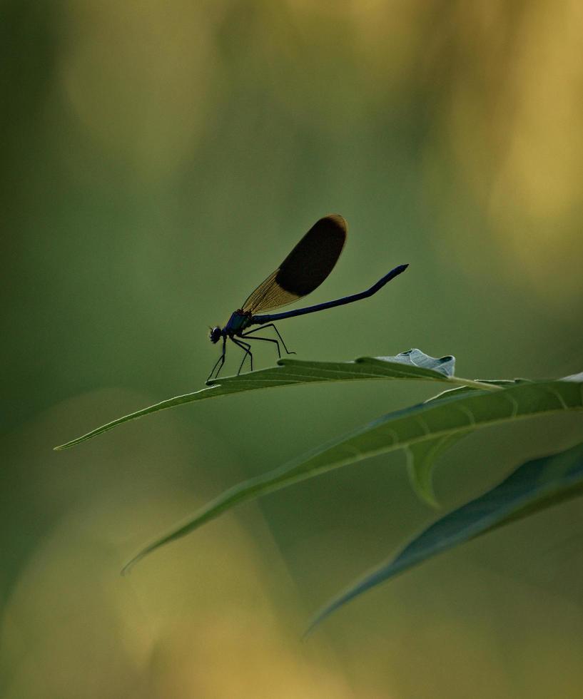 macro de odonata foto