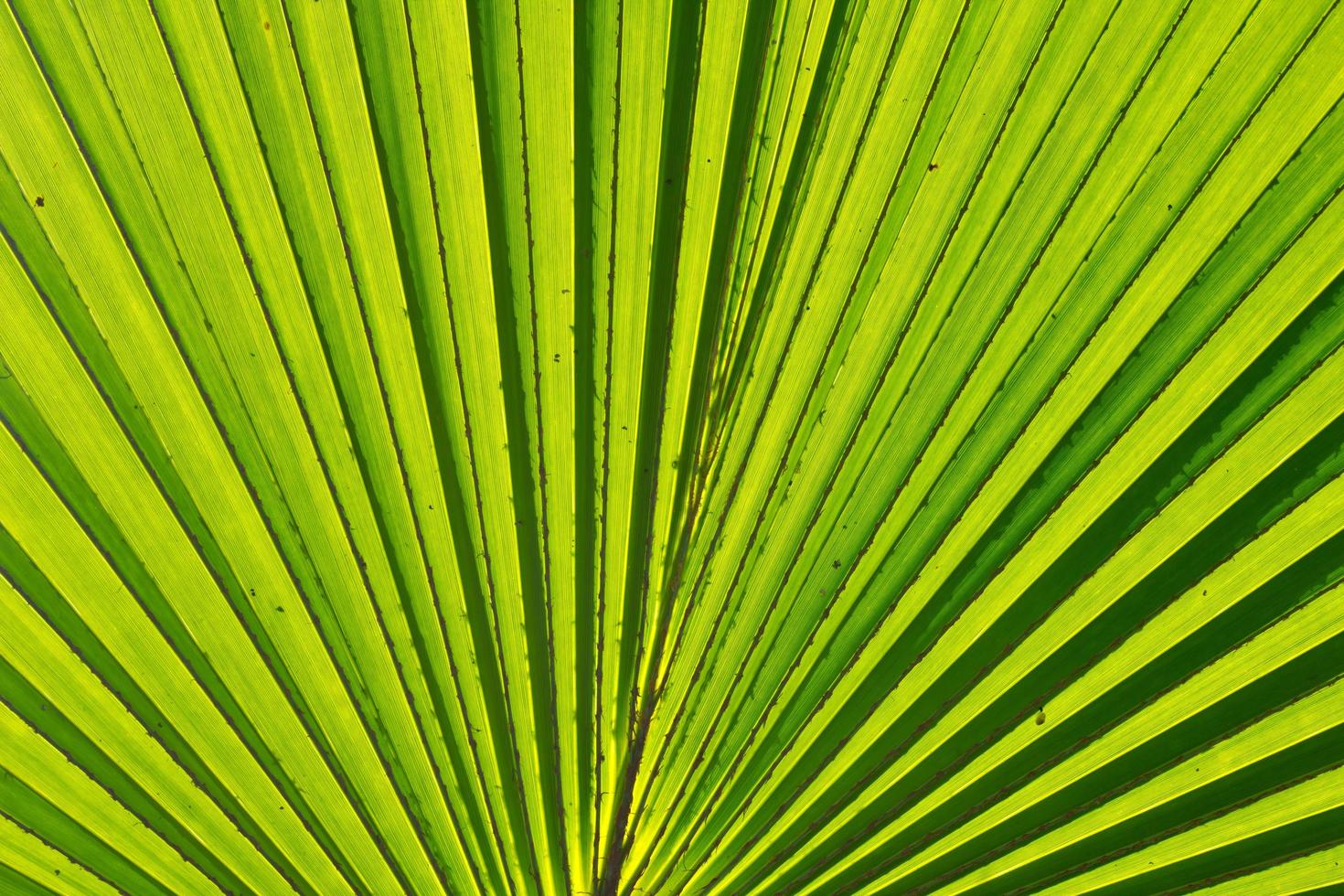 fundo de folha de palmeira foto