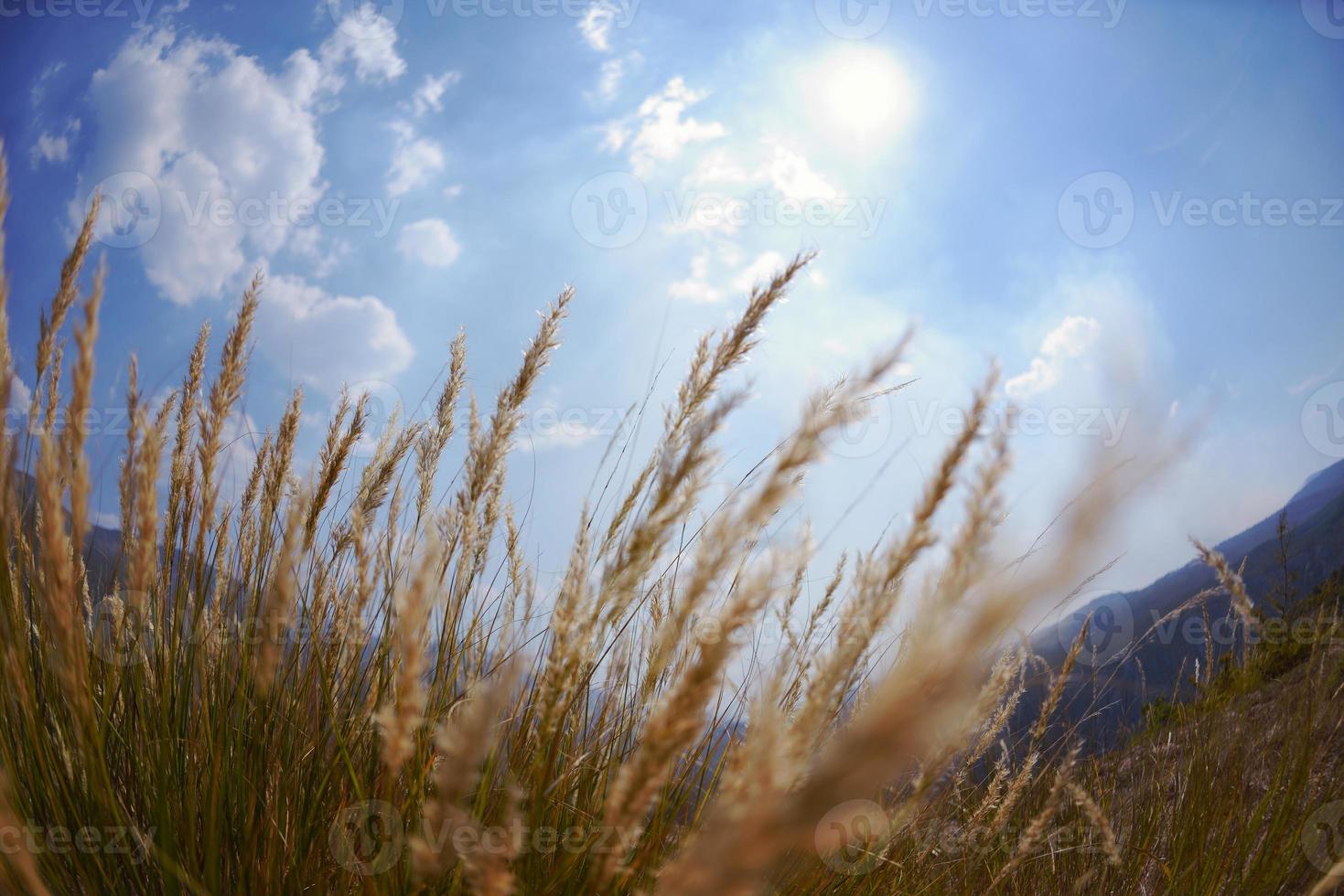 vista da paisagem de verão foto