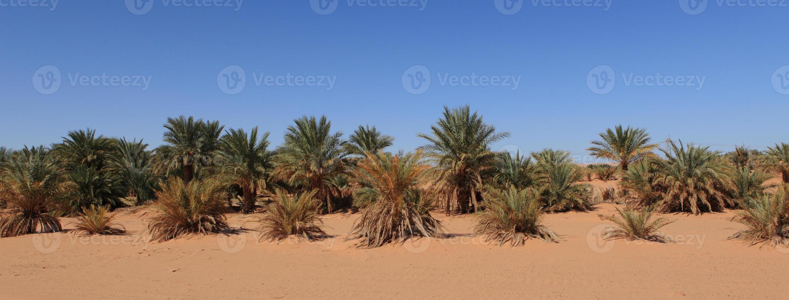 oasen in der wüste sahara foto