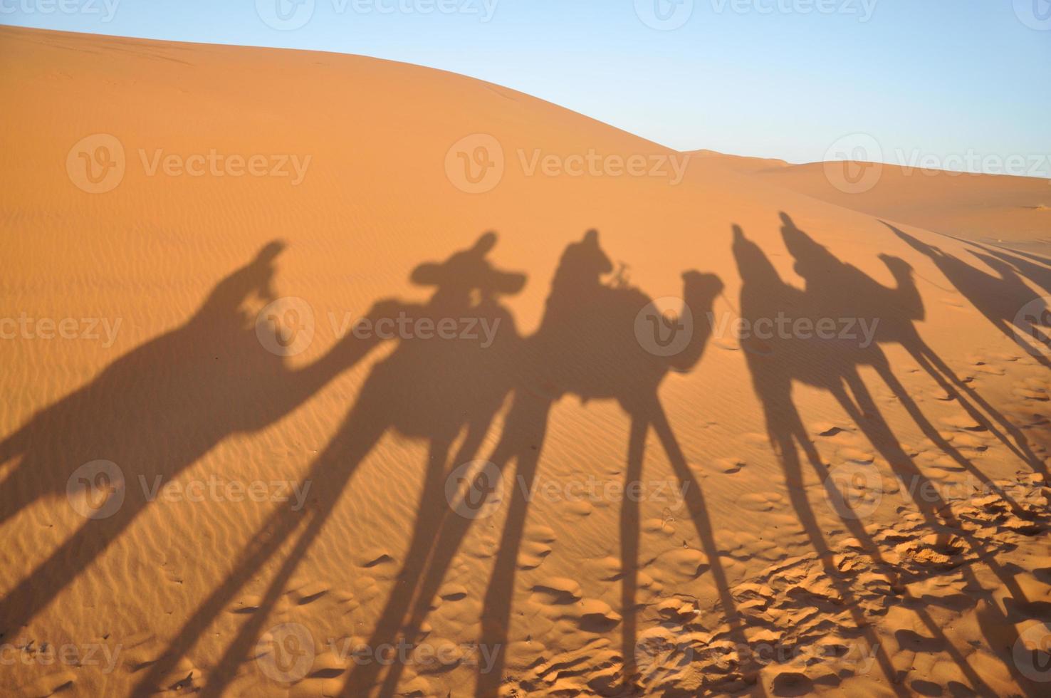 sombras de camelo no deserto do Saara foto