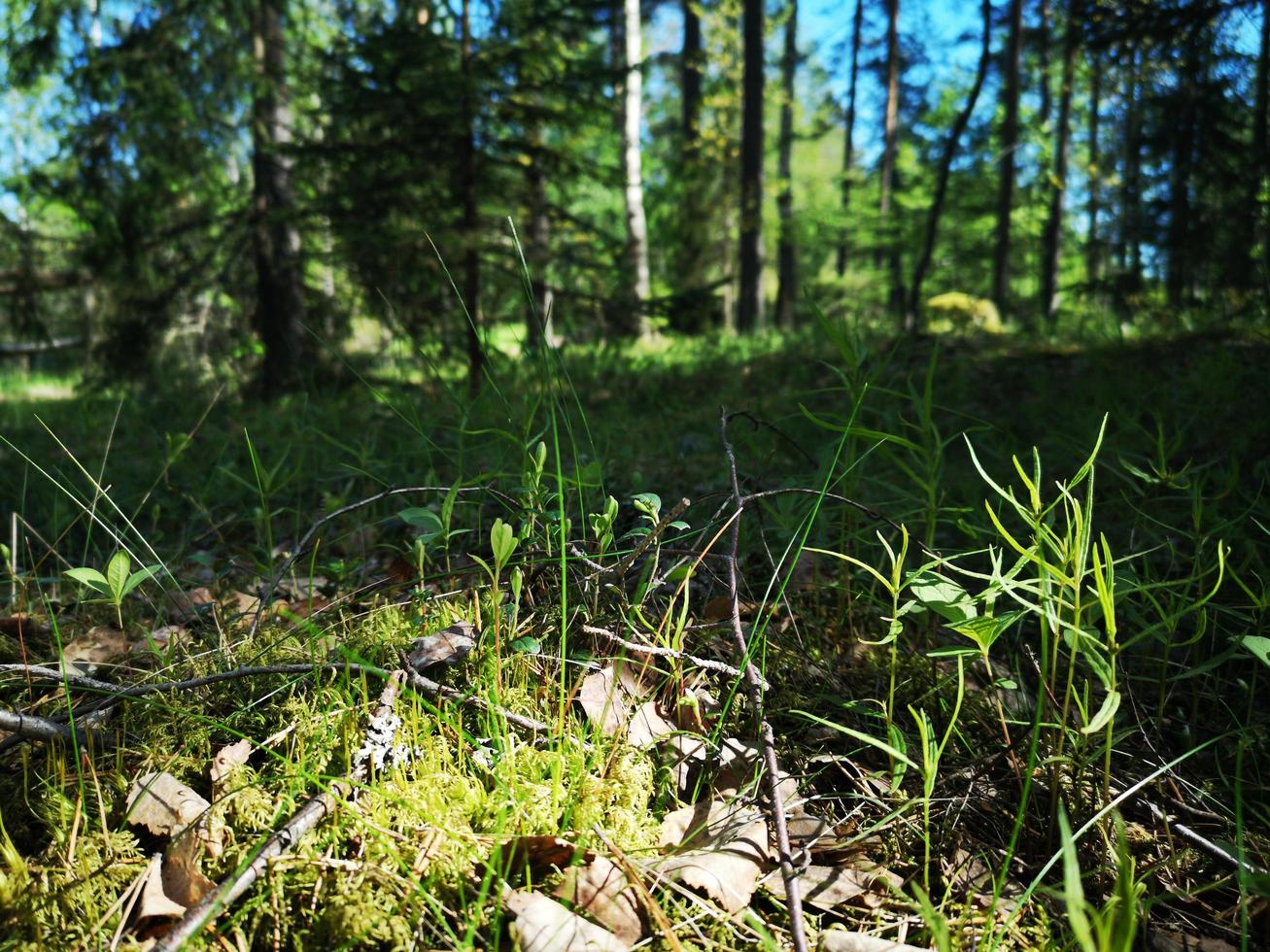 lírios do vale na floresta. flores na floresta foto